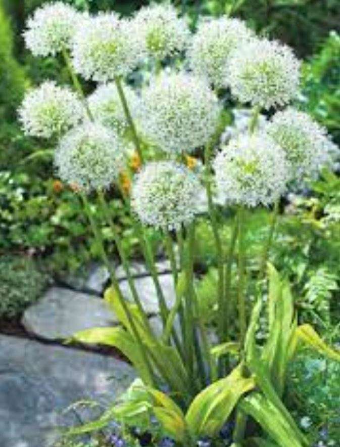 Allium White Giant  - Allium Stipitatum / Giant Flowering Onion -  20 Seeds