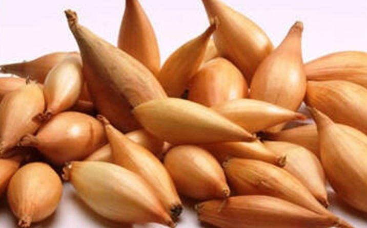 ONION STARTS  'BINFORMIGE' /  BAMBERGER ONION /  Allium Cepa L. Birnformige   -  3 X BULBS