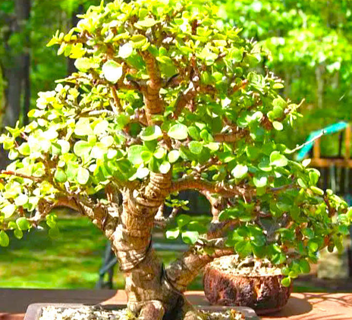 OTHONNA ARBUSCULA  / Bonsai Othonna / Knolharpuis   -  5 Seeds   -  Pachycaul Succulent