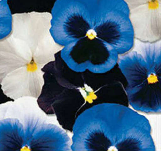PANSY - 'CAPE OF STORMS'  Mix  - Viola Hortensis-  10 Seeds