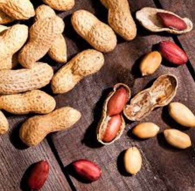 VIRGINIA PEANUT / MONKEY NUT / GOOBER NUT / GROUND NUT - Arachis hypogaea - 20 SEEDS  ready to plant