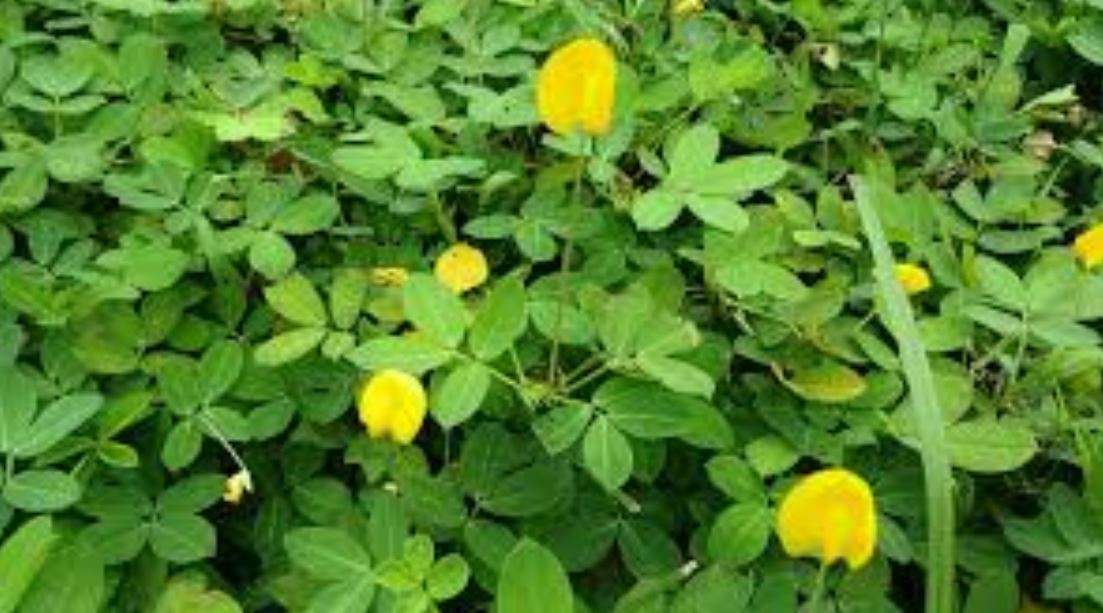 VIRGINIA PEANUT / MONKEY NUT / GOOBER NUT / GROUND NUT - Arachis hypogaea - 20 SEEDS  ready to plant