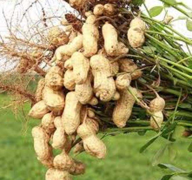VIRGINIA PEANUT / MONKEY NUT / GOOBER NUT / GROUND NUT - Arachis hypogaea - 20 SEEDS  ready to plant