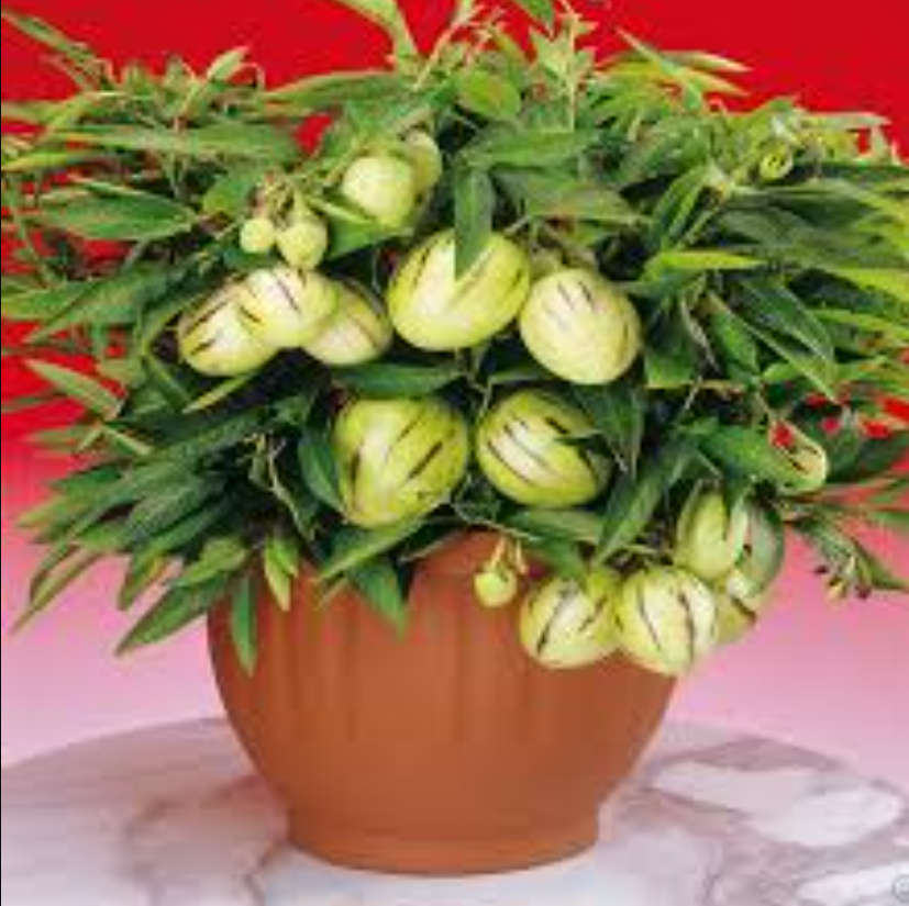 Pepino / Melon Pear / Pepino Dulce -   Solanum Muricatum Aiton  -  5 Seeds