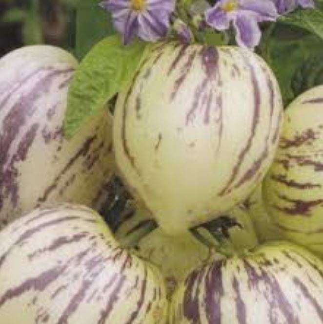 Pepino / Melon Pear / Pepino Dulce -   'Solanum muricatum Aiton'  -  5 Seeds
