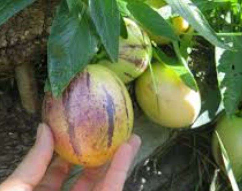 Pepino / Melon Pear / Pepino Dulce -   'Solanum muricatum Aiton'  -  5 Seeds