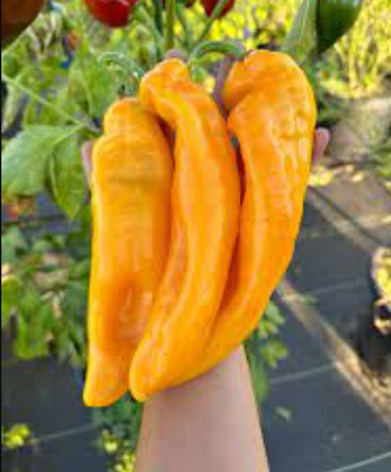 CORNO DI TORO GIALLO  / GIANT BULL'S HORN PEPPER  -   5 SEEDS