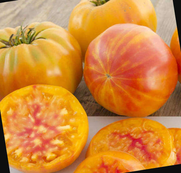 PINEAPPLE TOMATO  - Heirloom  -  10 Seeds
