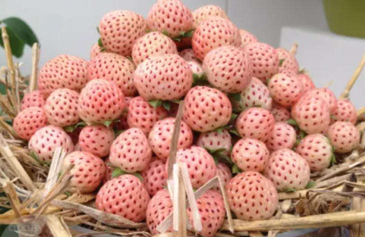 PINEBERRY / HULA BERRY / PINK-ABOO -  5 Seeds