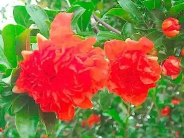 Pomegranate `Texas Pink` Fruit -   10 Seeds