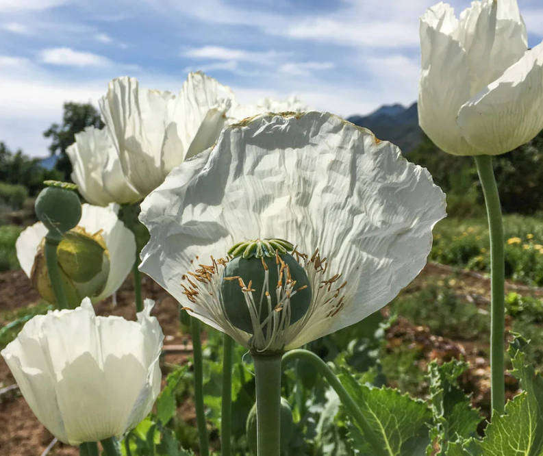 POPPY PESHAWAR WHITE   - Papaver Somniferum -   40 Seeds - Heirloom