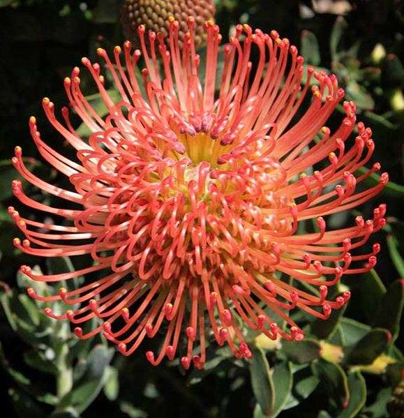 Protea Pincushion   var "Memory"  -  Leucospermum cordifolium  -  10 Seeds