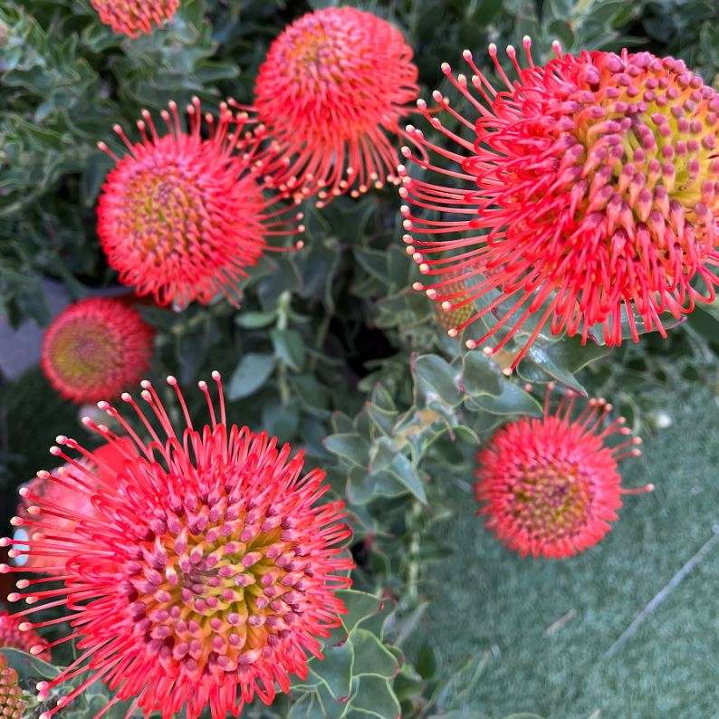 Protea Pincushion   var "Memory"  -  Leucospermum cordifolium  -  10 Seeds