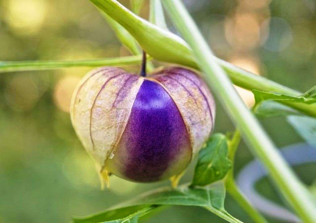 PURPLE TOMATILLO / MEXICAN TOMATO  / JAMBERRY  - 20 SEEDS - Heirloom