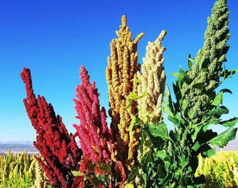 Quinoa   'Chenopodium quinoa'    - 50 Seeds