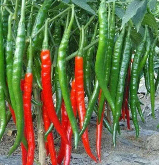 CHILLIES -  RAJAH /  Capsicum Rajah -    10 Seeds