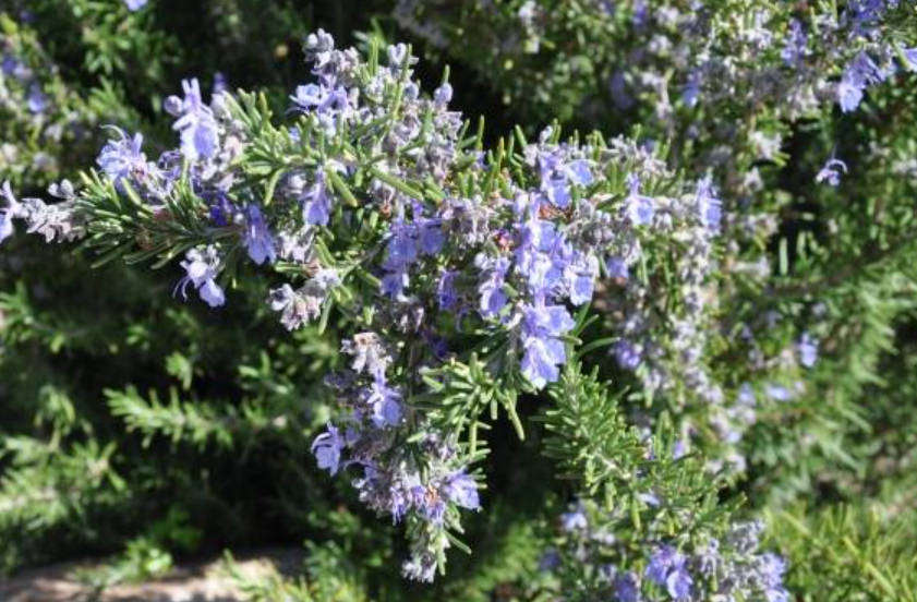 BARBEQUE  ROSEMARY  'Rosmarinus officinalis Barbecue  -  15 SEEDS