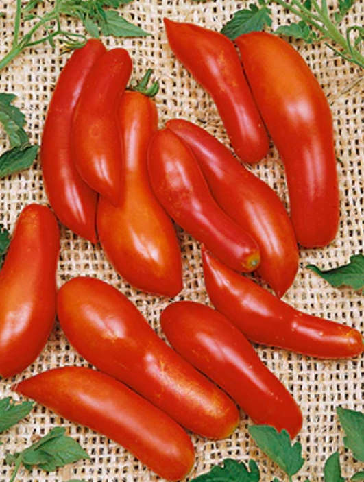 SAN MARZANO  / SAUSAGE  Tomato    - 15  Seeds   -  Heirloom