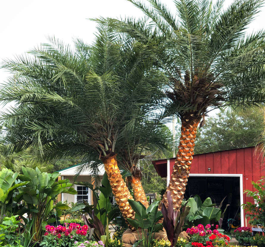 SUGAR DATE PALM / SILVER DATE PALM   Phoenix Sylvestris  -    5  Seeds