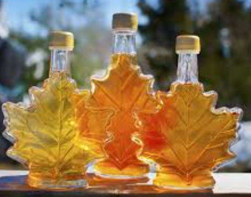 CANADIAN SUGAR MAPLE Tree -   10 Seeds