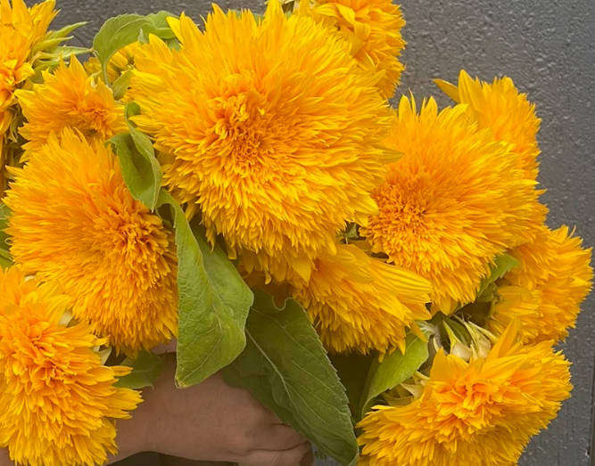 TEDDY BEAR SUNFLOWER - Helianthus annuus 'Teddy Bear'  - 10 Seeds  -  RARE