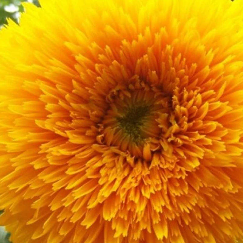 TEDDY BEAR SUNFLOWER - Helianthus annuus 'Teddy Bear'  - 10 Seeds  -  RARE