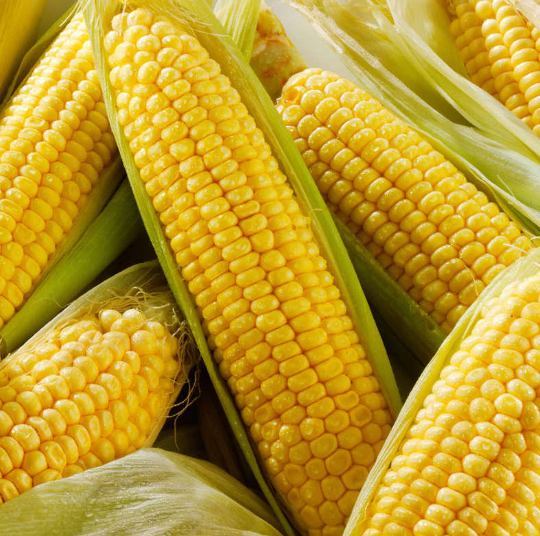 SWEETCORN  'Incredible'   -  20 Seeds