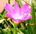 CUBAN ZEPHYR LILY /  ROSE FAIRY LILY / Zephyranthes Rosea  -  10  Seeds