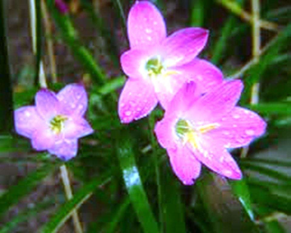 CUBAN ZEPHYR LILY /  ROSE FAIRY LILY / Zephyranthes Rosea  -  10  Seeds