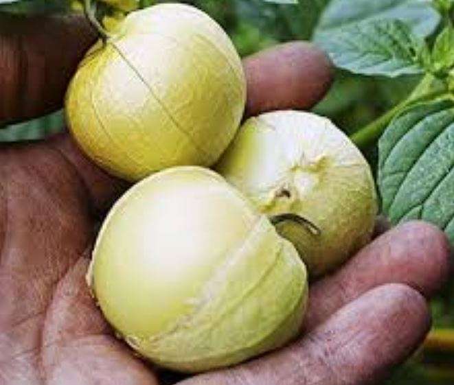 TOMATILLO  AMARYLLA / Mexican Tomato / Jamberry  - 20 Seeds   - Heirloom