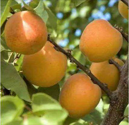 POPPICOT  APRICOT  -  'Prunus Armeniaca    -  4 Seeds