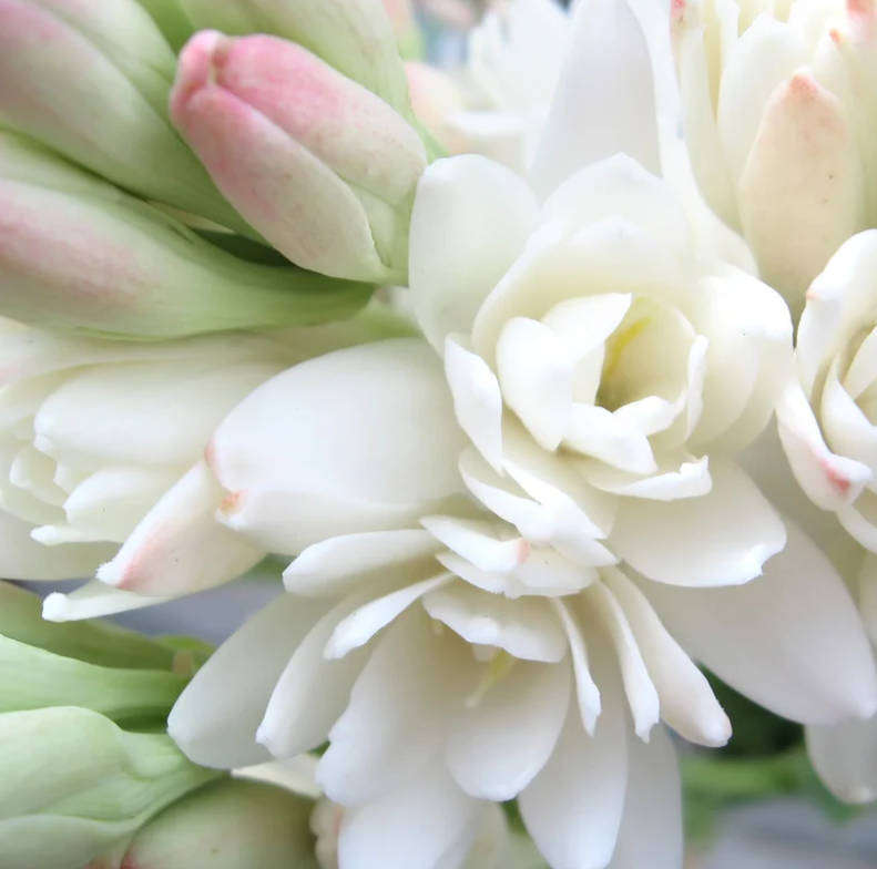 TUBEROSE  'Double Pearl'  /  Polianthes Tuberosa"  10 Bulbs