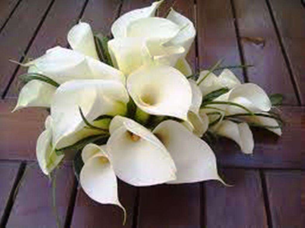 WHITE ARUM LILY / CALLA LILY / Zantedeschia aethiopica   -  10  SEEDS