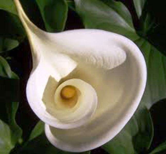 WHITE ARUM LILY / CALLA LILY / Zantedeschia aethiopica   -  10  SEEDS