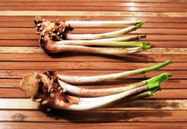 WILD GARLIC  - "Purple Flower" Tubaghia Violacea  -  20 SEEDS