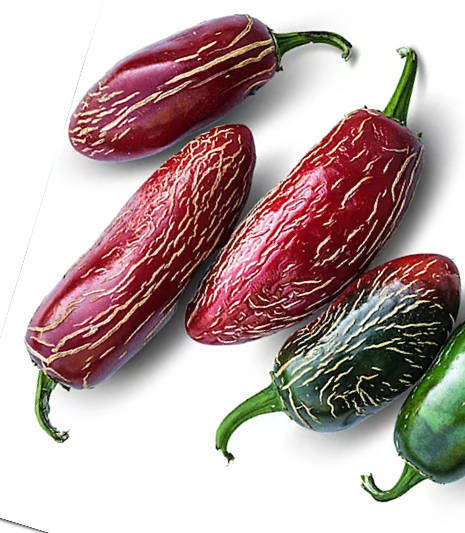 ZAPOTEC JALAPENO  - Capsicum Annuum  -  10 Seeds