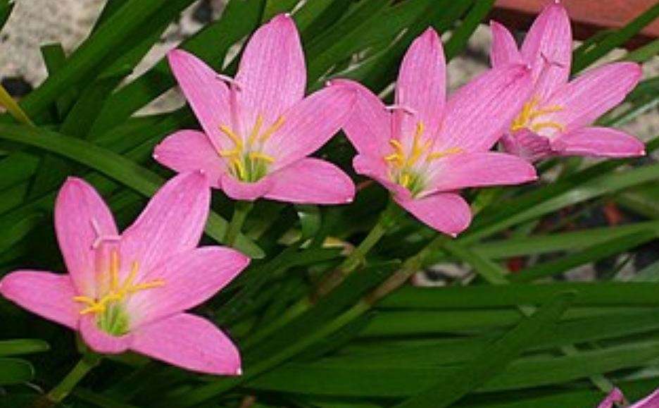 CUBAN ZEPHYR LILY /  ROSE FAIRY LILY / Zephyranthes Rosea  -  10  Seeds