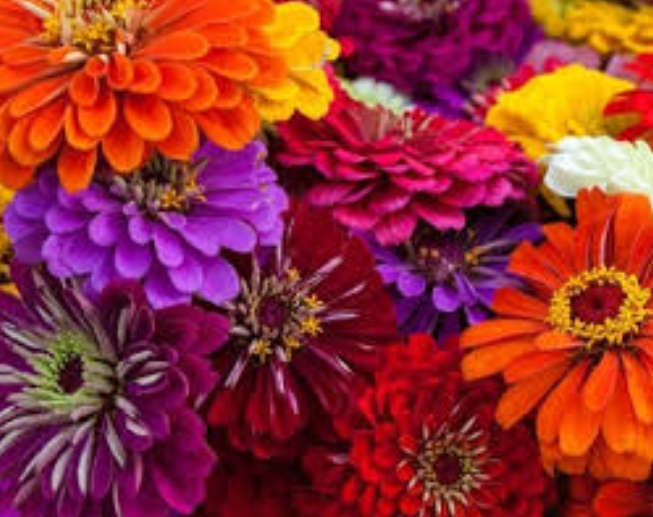 ZINNIA BENARY GIANT  DOUBLE FLOWER SEED MIX  - 20 SEEDS