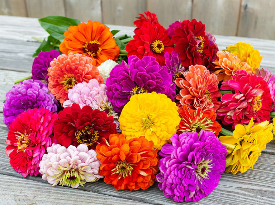 ZINNIA BENARY GIANT  DOUBLE FLOWER SEED MIX  - 20 SEEDS