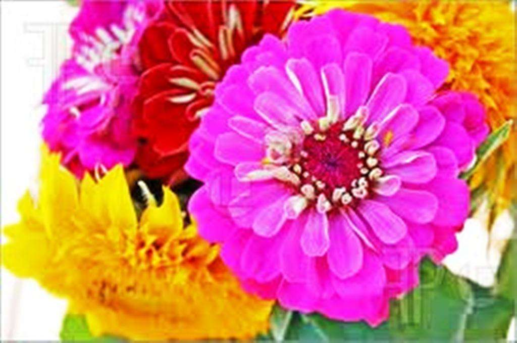 ZINNIA FLOWER SEED MIX  - 20 SEEDS