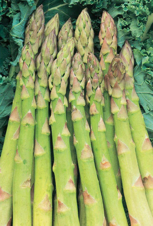 ASPARAGUS  Jersey Giant -  Asparagus Officinalis  -  15 Seeds