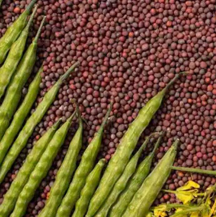 HERBS - BLACK MUSTARD SEEDS (brassica nigra)  50 SEEDS -  coulinary, medicinal, edible flowers