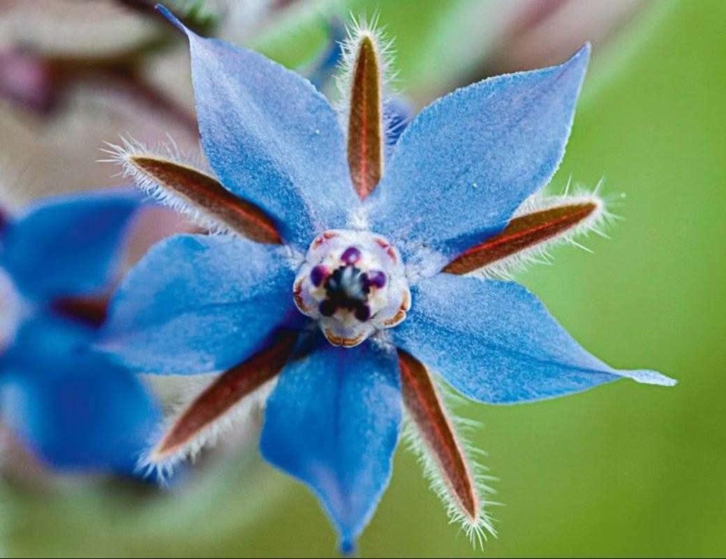 BORAGO OFFICINALIS / BORAGE  - 10 SEEDS - CULINARY & MEDICINAL HERBS - edible fower