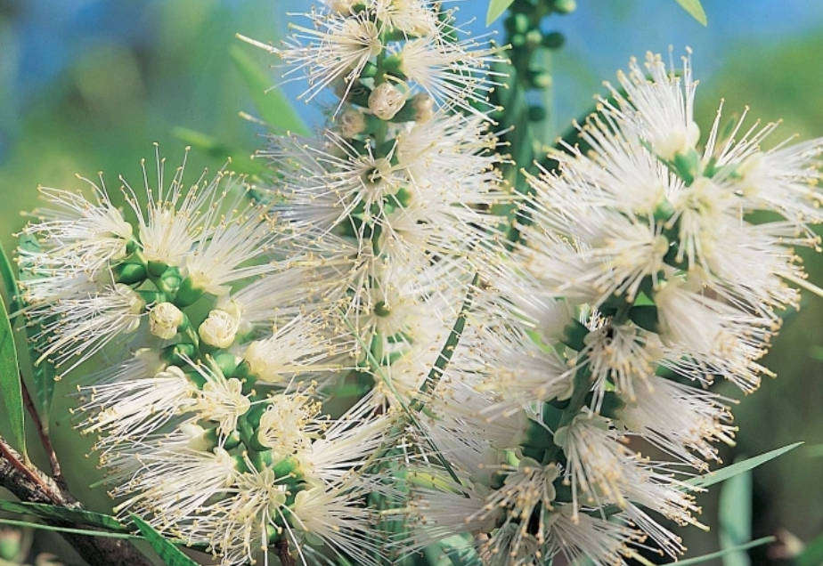 WHiTE BOTTLE BRUSH Tree -  Calistemon Salignus - 50 Seeds