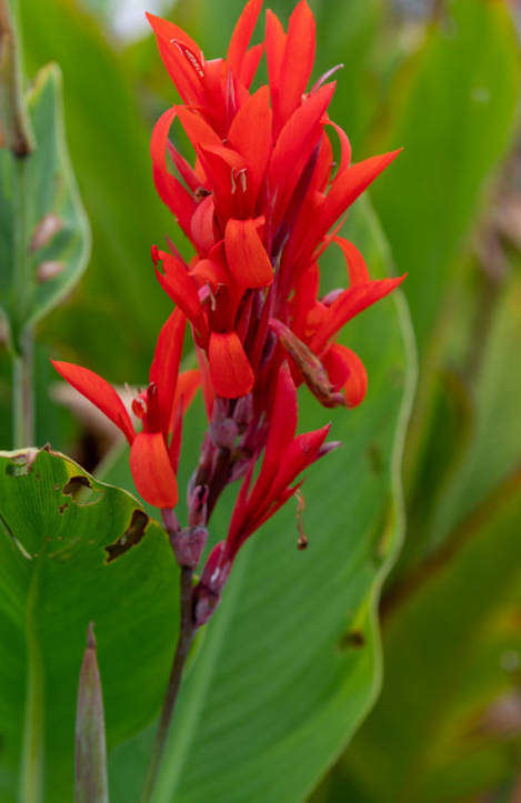 ACHIRA  /  Edible Canna  -  Canna Edulis -   10 Bulbs
