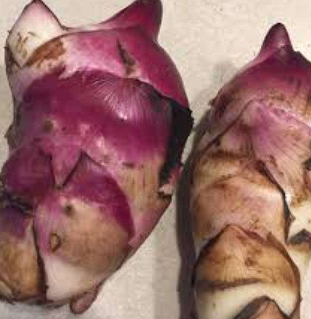 ACHIRA  /  Edible Canna  -  Canna Edulis -   10 Bulbs