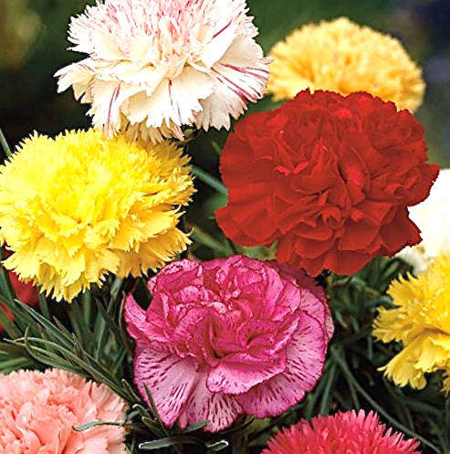 GIANT SCENTED DOUBLE CARNATION MIX -  10  SEEDS ' Dianthus Caryophyllus'