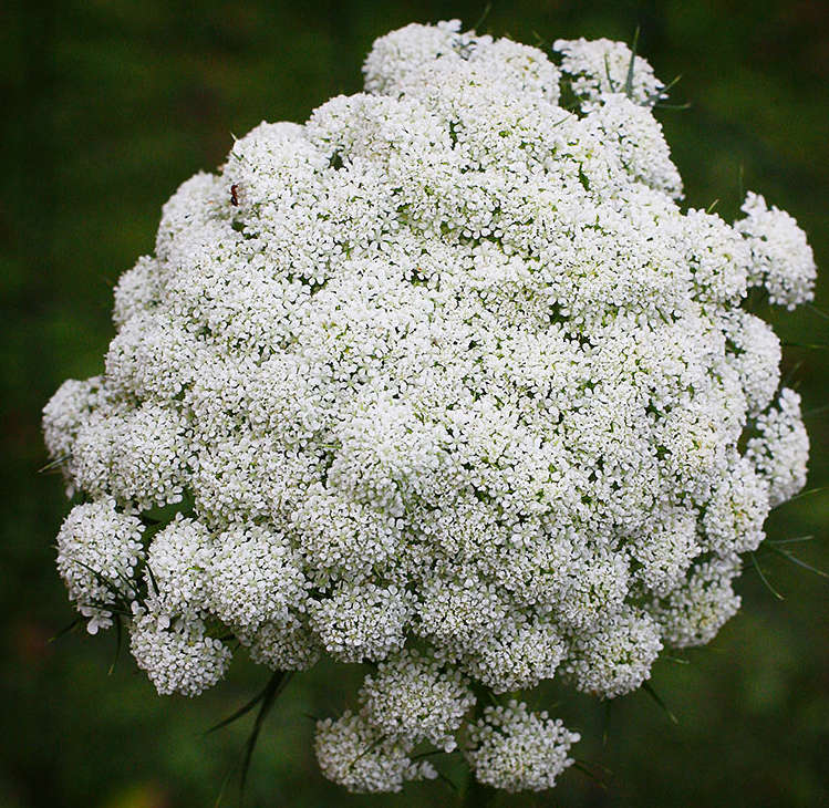 CARROT  'Ya-Ya' -  'Daucus carota var. sativus'    - 50 Seeds