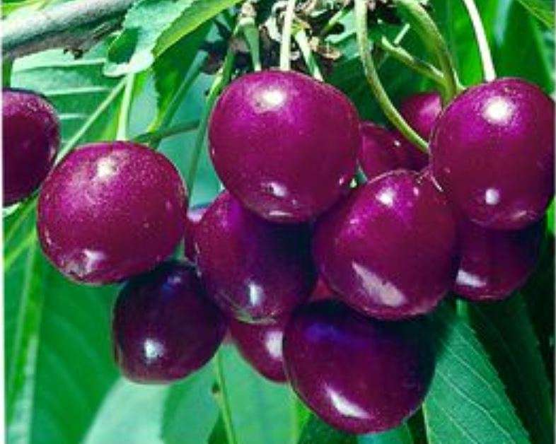 CHERRIES - BING DARK SWEET CHERRY -  Prunus Avium    3  SEEDS