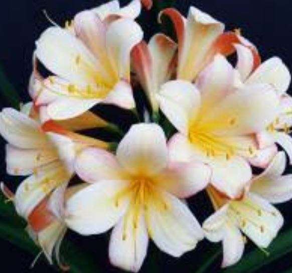 Clivia Miniata `Apple Blossom`  10 Seeds